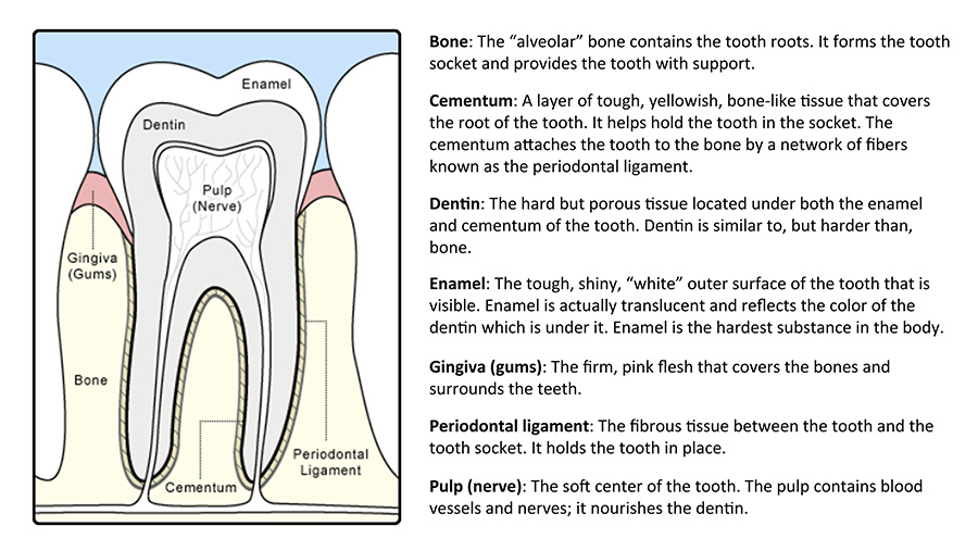 anatomy of a tooth infographic